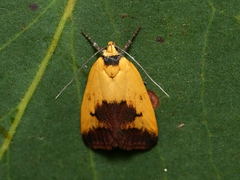 Ageletha hemiteles
