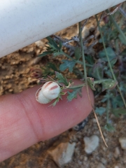 Menodora
