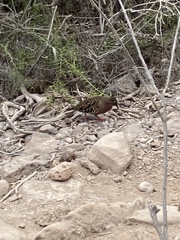 Zenaida galapagoensis