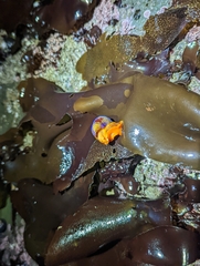 Calliostoma annulatum