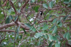 Parus minor commixtus
