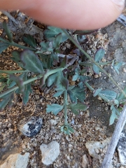 Menodora
