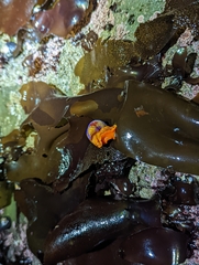 Calliostoma annulatum