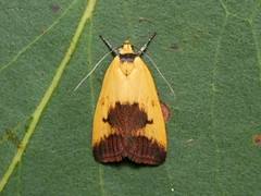 Ageletha hemiteles
