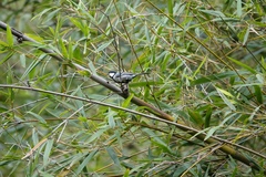 Parus minor commixtus