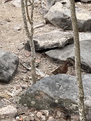 Zenaida galapagoensis