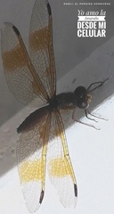 Perithemis tenera