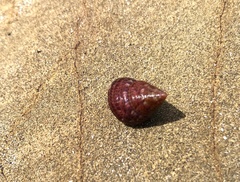 Prothalotia pulcherrima