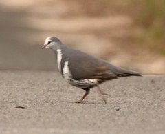 Leucosarcia melanoleuca
