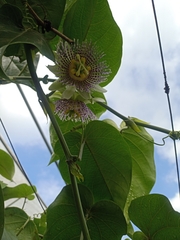 Passiflora ligularis