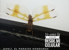 Perithemis tenera