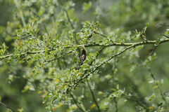 Parkinsonia texana macra