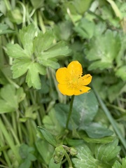 Ranunculus