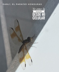 Perithemis tenera