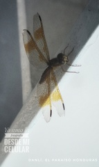 Perithemis tenera