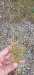 Eragrostis frankii