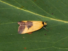 Ageletha hemiteles