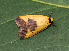 Ageletha hemiteles
