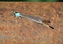 Argia moesta