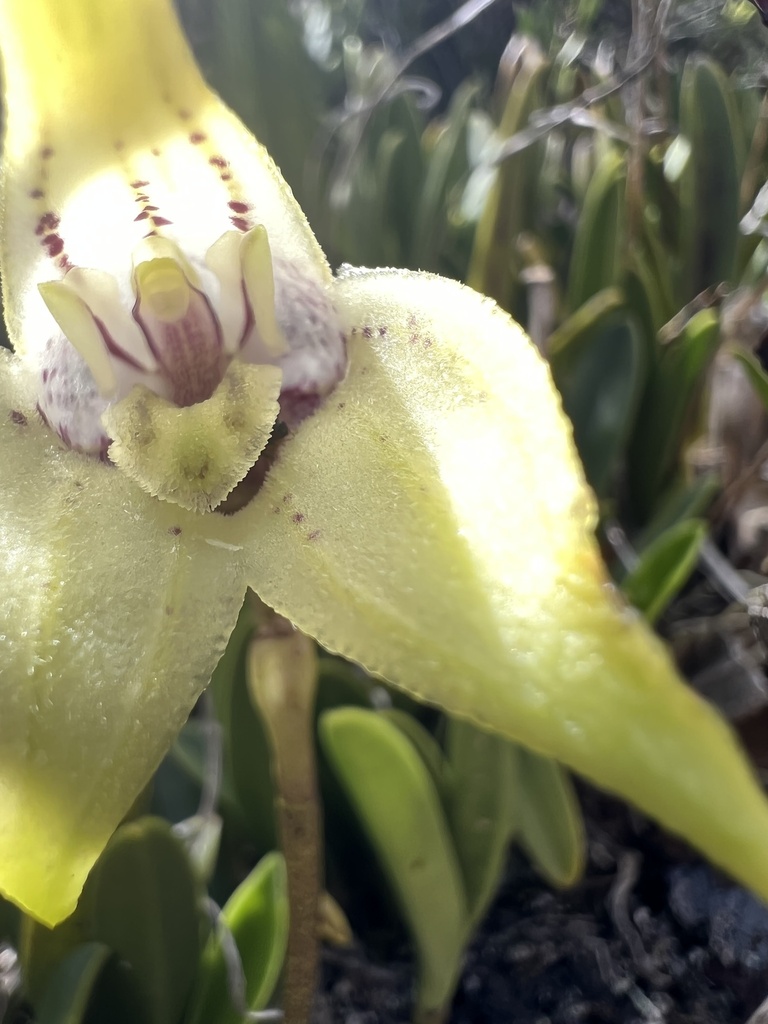 Masdevallia coriacea