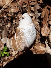 Megalobulimus