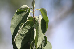 Solanum erianthum