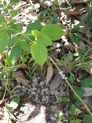 Stachytarpheta jamaicensis