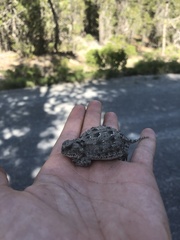 Phrynosoma douglasii