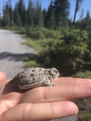 Phrynosoma douglasii