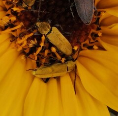 Ochraethes tomentosus