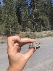 Phrynosoma douglasii