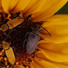 Ochraethes tomentosus