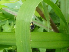 Apolinus lividigaster