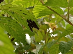 Thyrassia