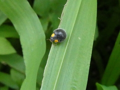 Apolinus lividigaster