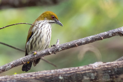 Dicaeum chrysorrheum