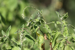 Croton ciliatoglandulifer