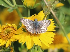 Burnsius communis