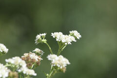 Verbesina microptera