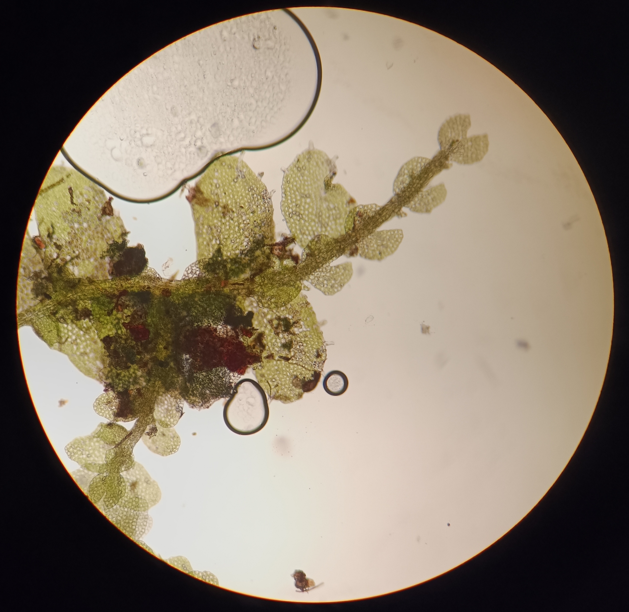 Rectolejeunea