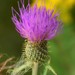 Cirsium - Photo (c) earl woolsey, some rights reserved (CC BY-NC-SA), uploaded by earl woolsey