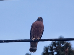 Buteo lineatus elegans