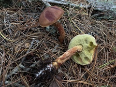 Aureoboletus projectellus