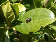 Ellipsidion australe