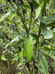 Otholobium mexicanum