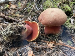Rubroboletus pulcherrimus