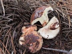 Russula ventricosipes
