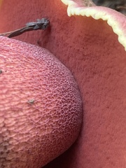 Rubroboletus pulcherrimus