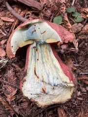 Rubroboletus pulcherrimus