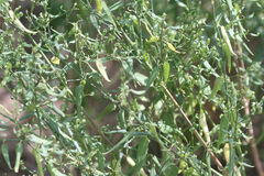 Carlowrightia parviflora